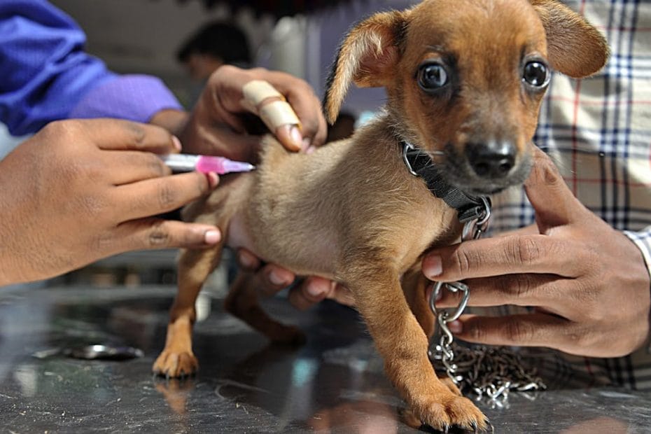 Pet owner vaccine hesitancy is growing — and a public health expert explains why it matters