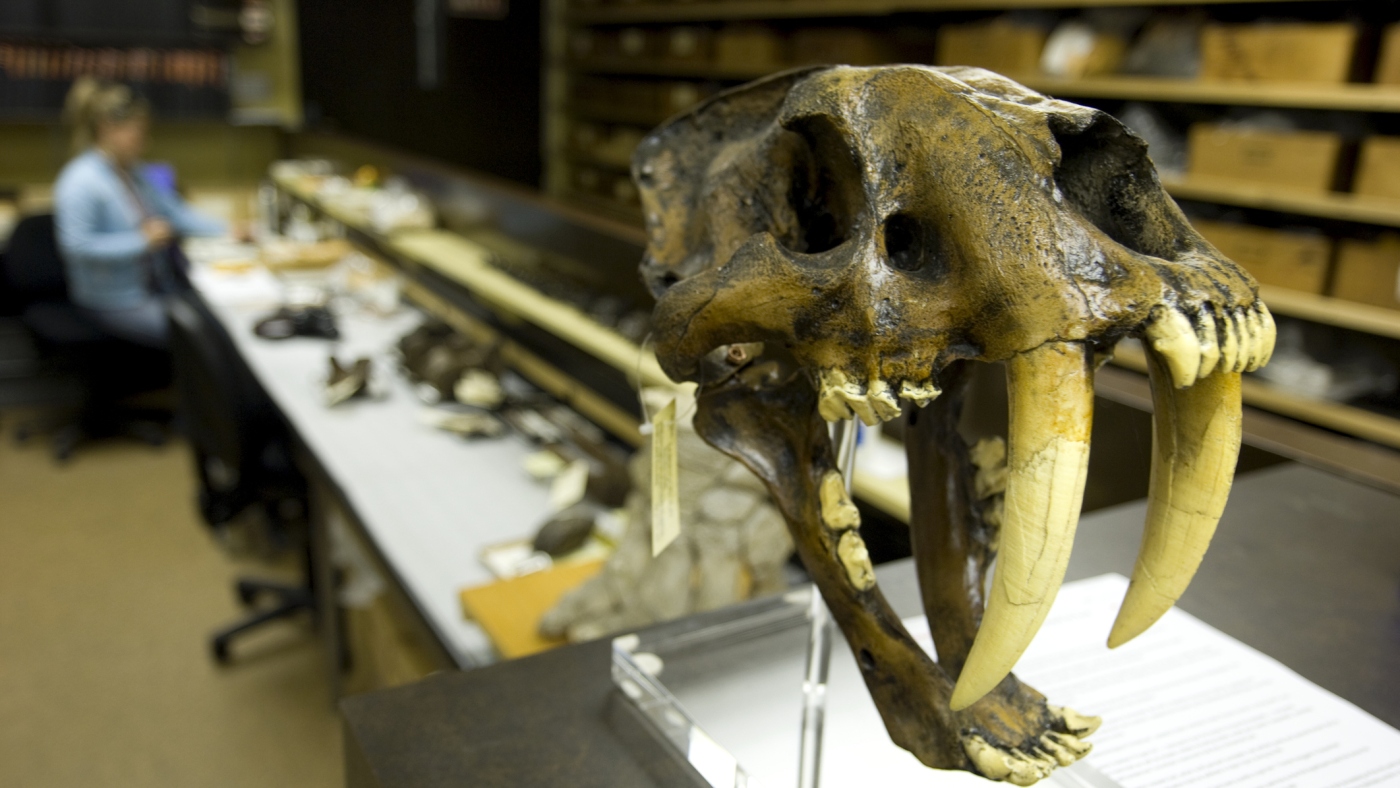 Predator saber teeth evolved many times. Did this lead to their extinction? : NPR