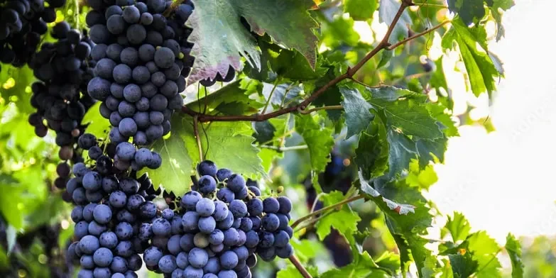 Produção de vinho certificado do Algarve aumentou para 2 milhões de litros