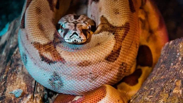 Proteína projetada por IA neutraliza veneno mortal de cobra