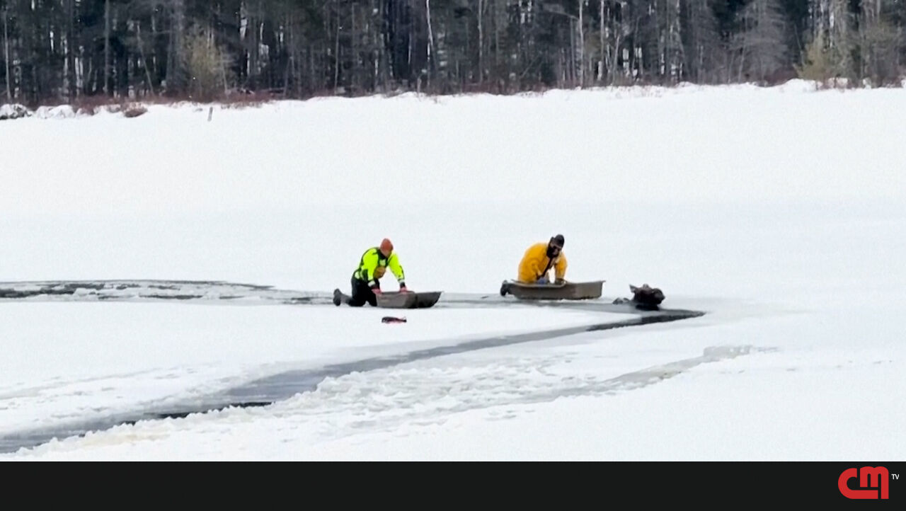Resgate de alce que caiu em lago congelado em Nova York – vídeo