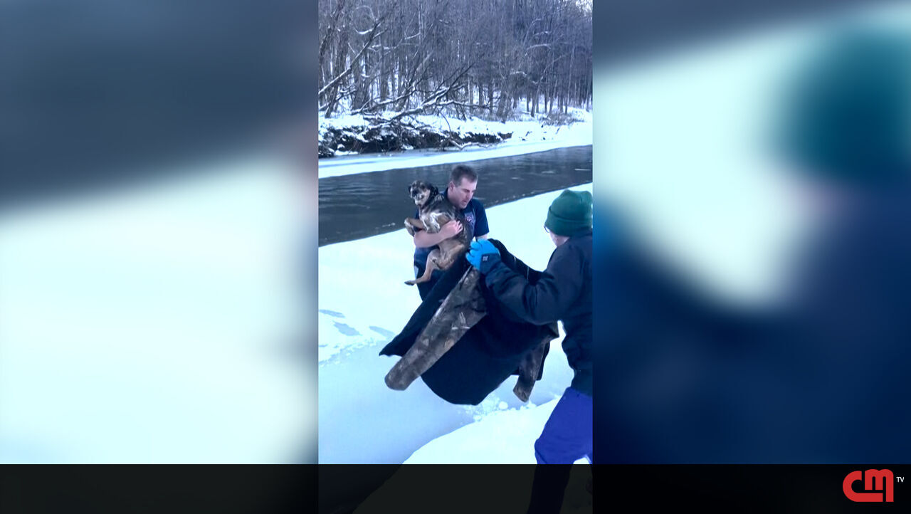 Resgate dramático de cachorro no rio gelado de Vermont – Vídeo