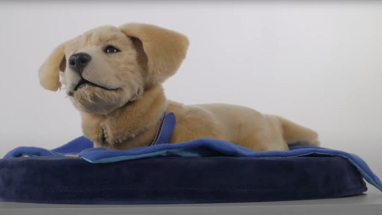 Robot dog helps those facing mental health and cognitive challenges