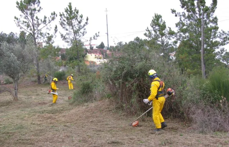 Sapadores formados em Coimbra para limpar florestas com mais cuidado