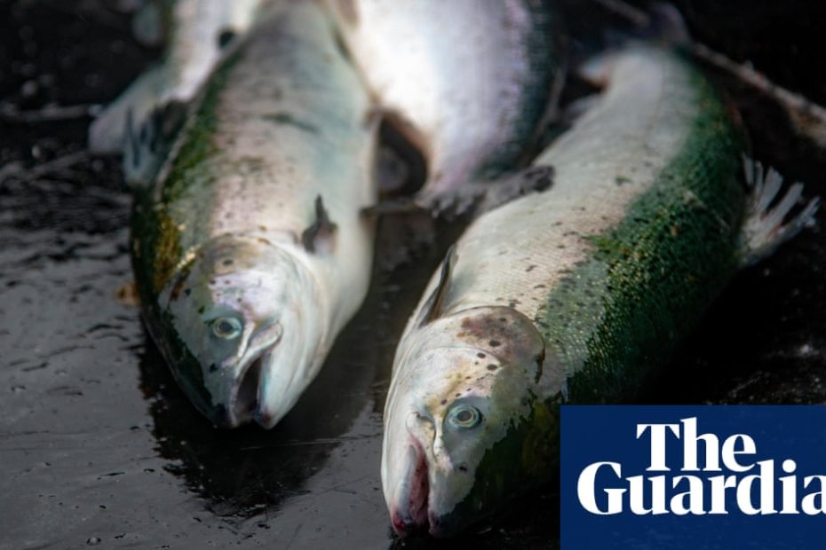 Scottish Government must do more to control salmon farming in Scotland, inquiry finds
