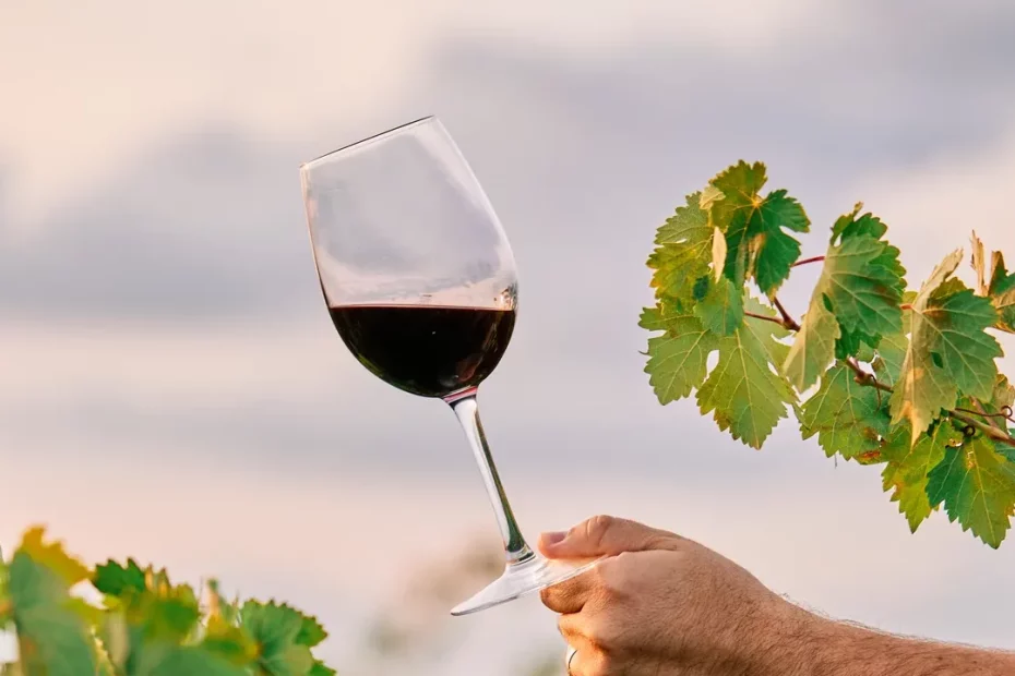 Sete cidades dos Açores candidatam-se a Cidades Europeias do Vinho até 2026