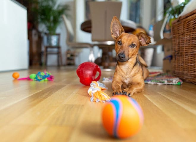 Seu cachorro está sozinho em casa? Estes são cães de entretenimento e brinquedos para manter a felicidade!