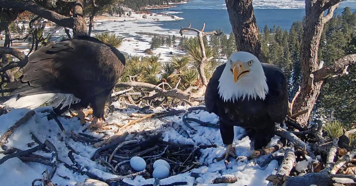 Socal Bald Eagles Jackie and Shadow have a second chance in trilogy