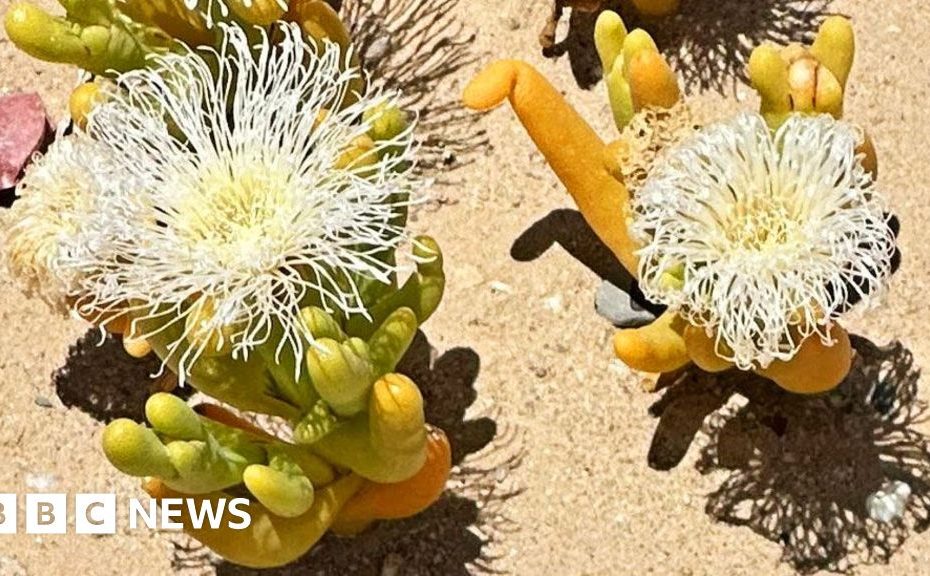 South Africa's succulents under threat from poachers in Karoo region