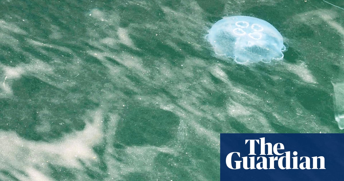 The swimming jellyfish seemed to be “amazing” in the light of the creature -but this is a warning signal Tasmania