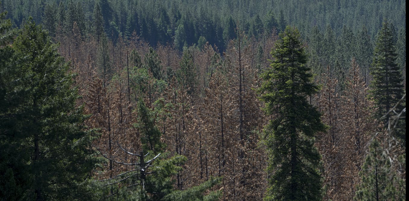 Trees 'remember' wet times – never known enough rain could buffer today's young forests from climate change impacts