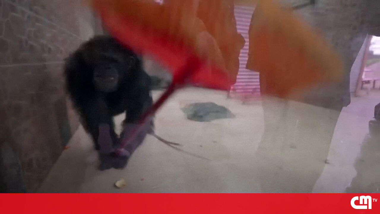 Varre o chão, lave o chão, lave o banheiro: chimpanzé para limpar sua gaiola para dar as boas-vindas ao ano novo chinês
