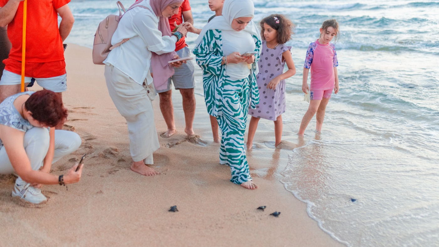 Volunteers aim to save endangered turtles after Israel’s war in Lebanon : NPR