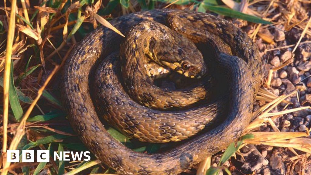 Warning warns snakes and tree frogs hide in potted plants