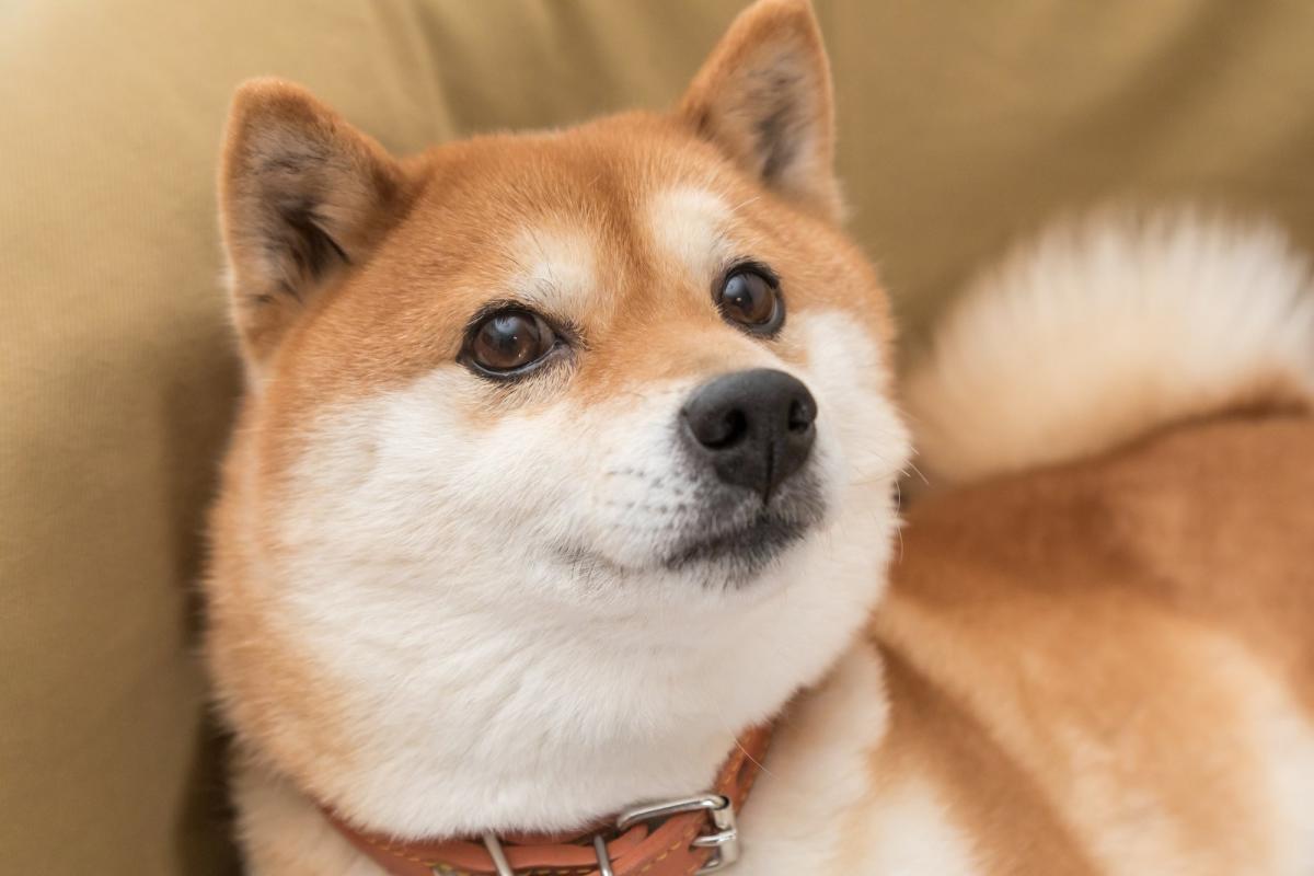 Why Dogecoin Is Rising Today