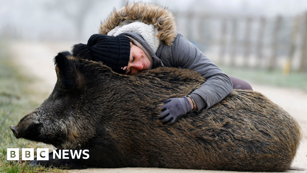 Wild boar facing death is delighted to be allowed to stay with owner