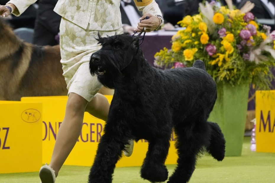 A Schnauzer named Monty won the highest award at Westminster Kennel Club: NPR