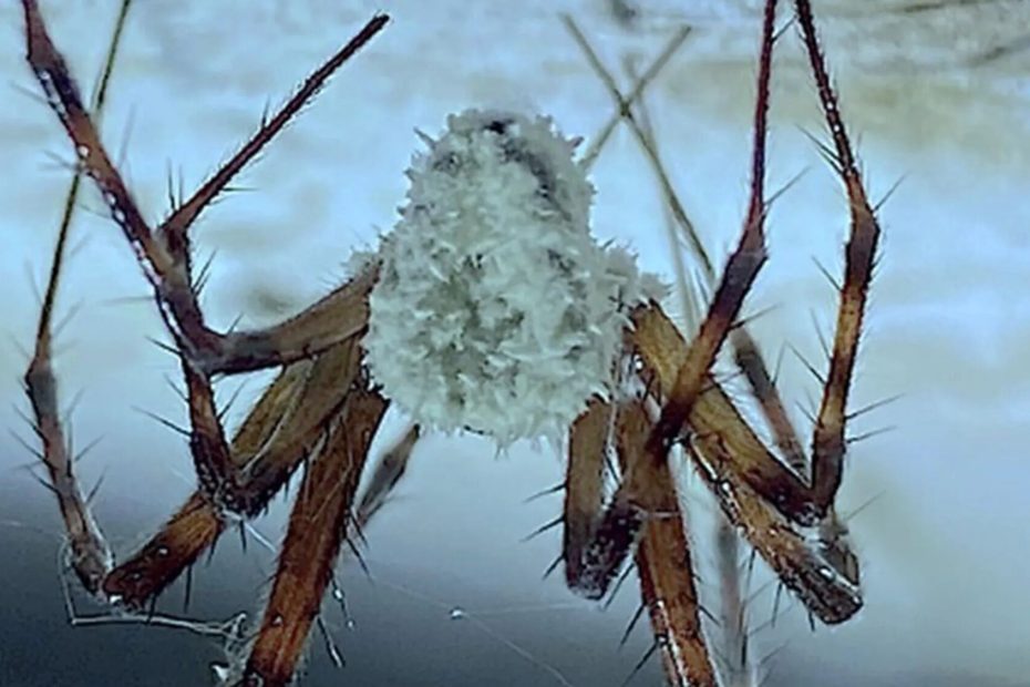 A aranha zumbi descoberta na Irlanda do Norte foi infectada com fungos