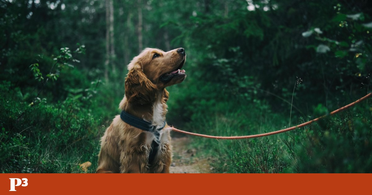 A razão (não) a razão para o cachorro deve ser