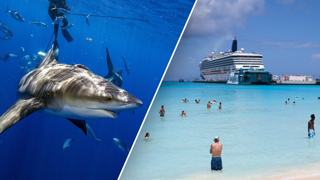 American tourists feel “nuggled” before sharks hit popular Bahamas resort