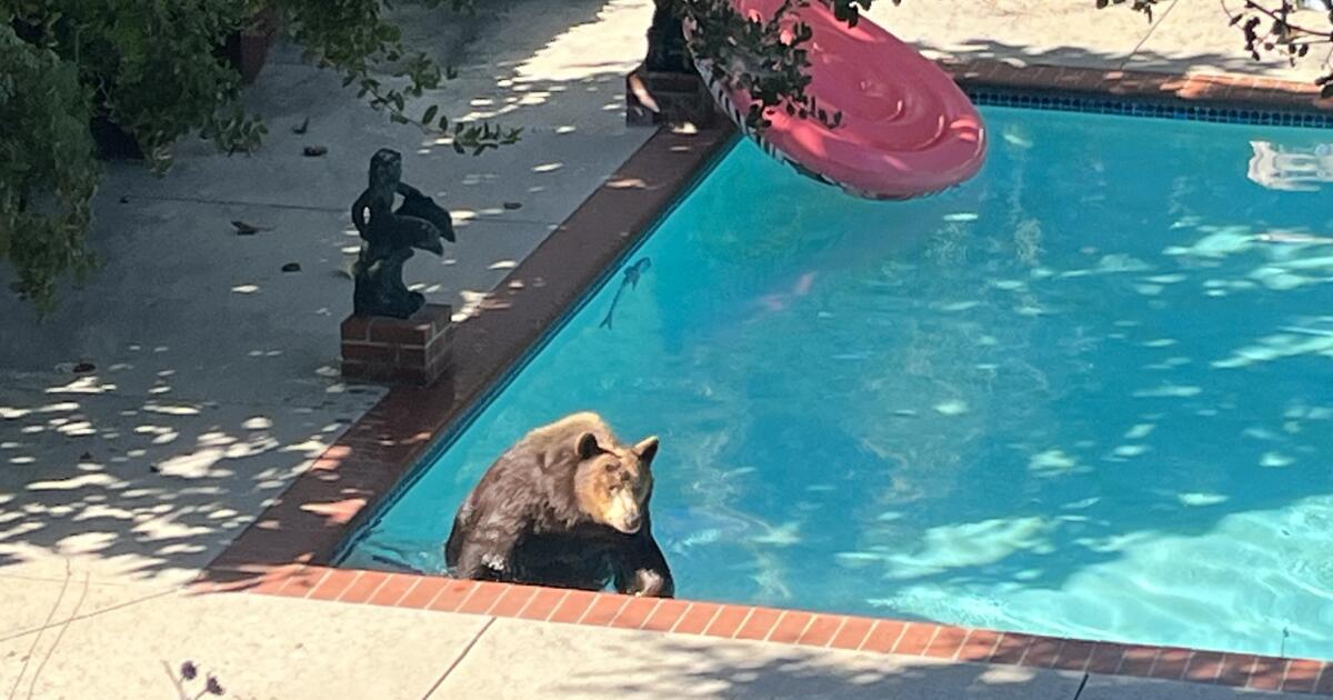 Another 500-pound bear makes Pasadena home after the Eaton fire