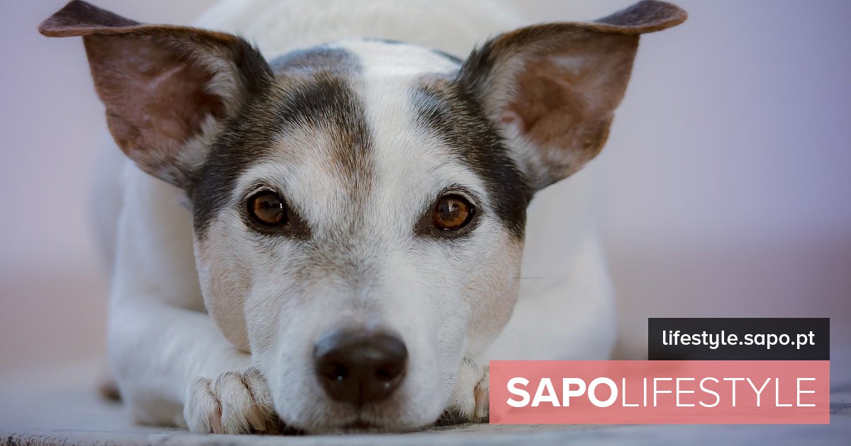 Benefícios da adoção de animais corporativos – condicionamento físico e bem -estar