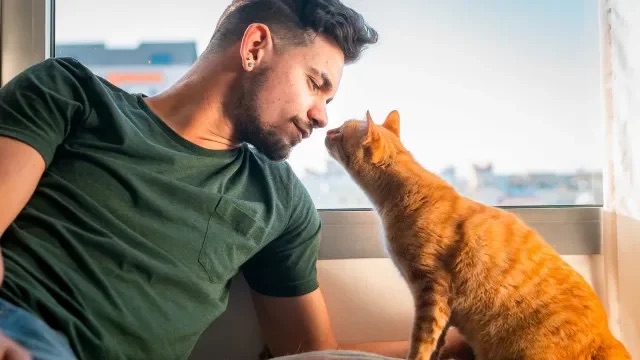 Estes são 10 aromas que fascinam gatos!