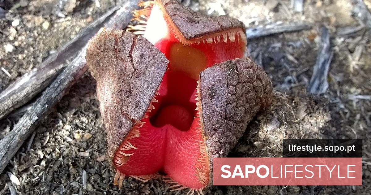 Fedor, a aparência e a vida parasitária dos alienígenas. Esta criatura parece vir de outra realidade mundial