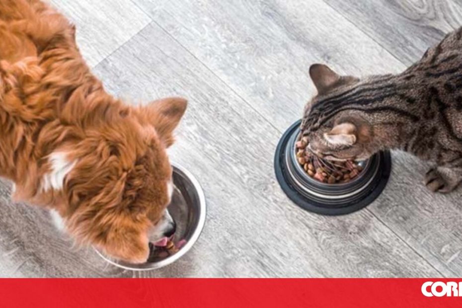 GNR levanta 697 bebês e registra 4 crimes com os animais da empresa - Sociedade
