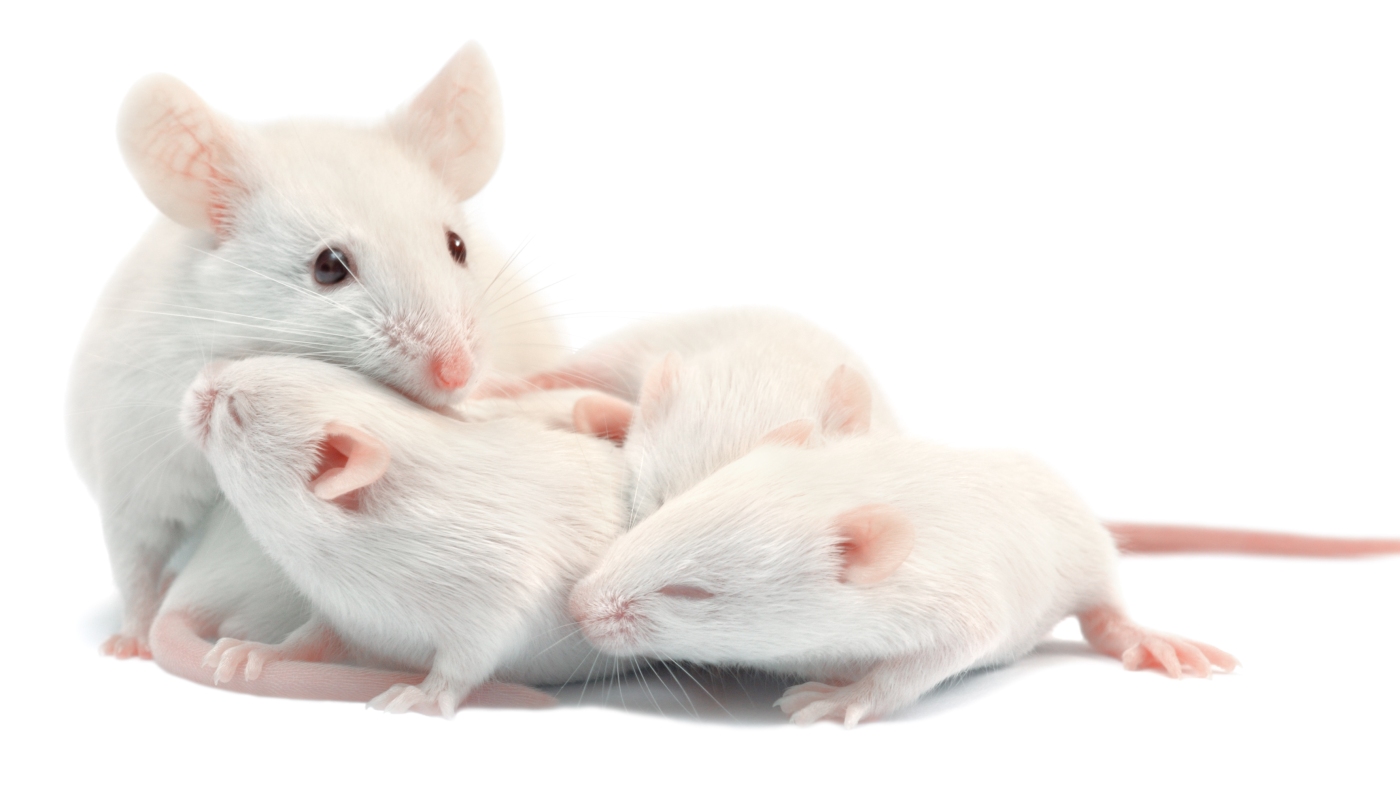How unique human genetic tuning changes mouse sound: NPR