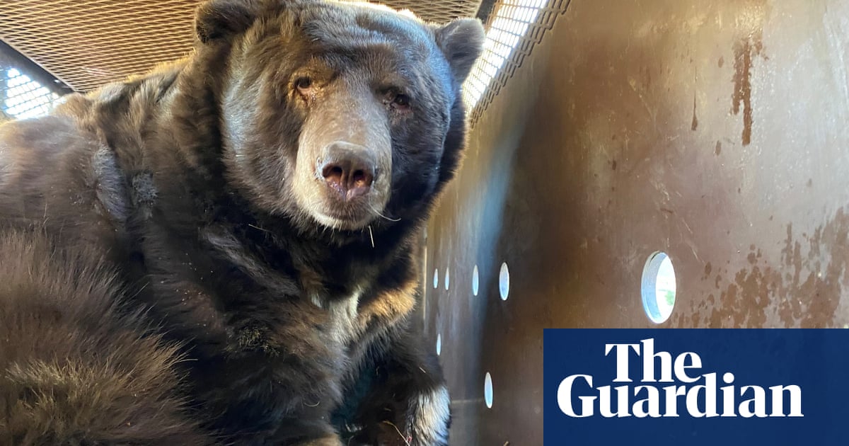 Knock, knock! Who is the bear? California man returns to evacuated home to 525 pounds tenant | California