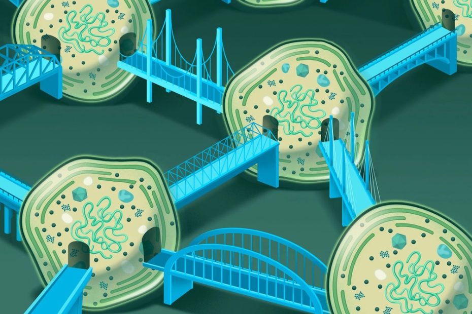 Life on Earth depends on the network of marine bacteria