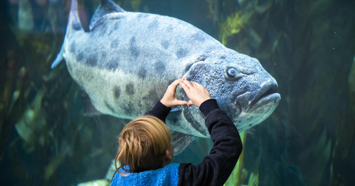Long Beach Aquarium launches first marine species transcript