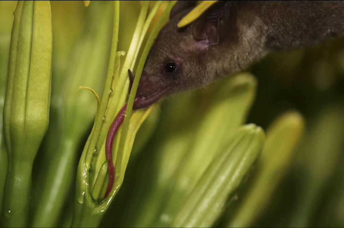 Mexico's long-nosed bats are no strangers to Southeast Arizona. Evidence in saliva