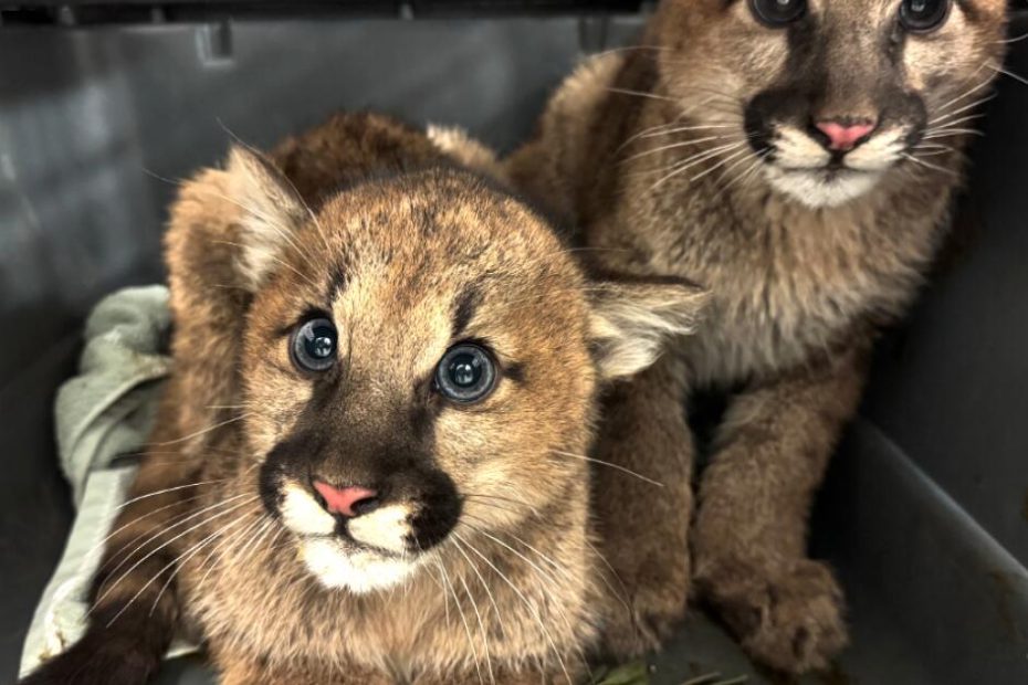 Mother may be rescued in the Auckland Zoo after being killed