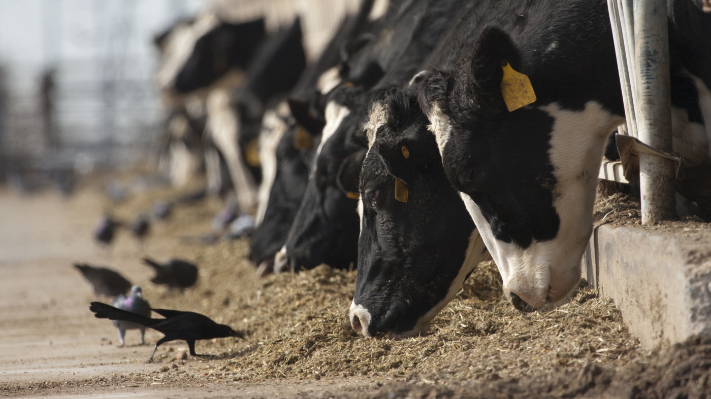 Nevada cows have been infected with new strains of influenza avians: lens