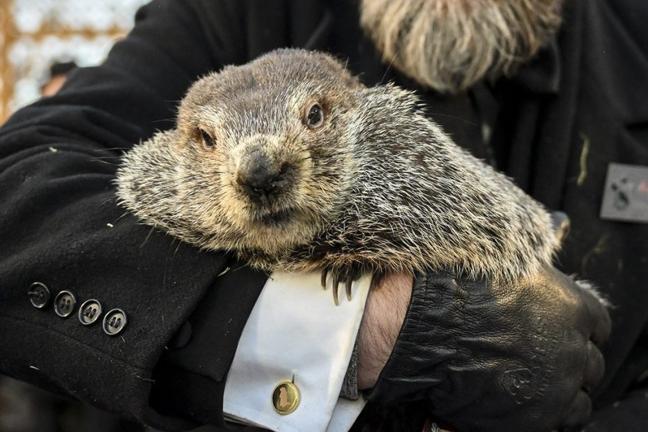 Peta recommends cake on the earth mouse day, not PunxSutaWney Phil