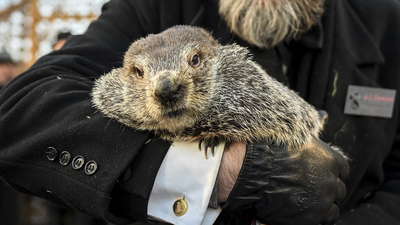 Peta recommends cake on the earth mouse day, not PunxSutaWney Phil