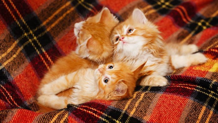 Scottish cat flap pitting SNP and pet strength