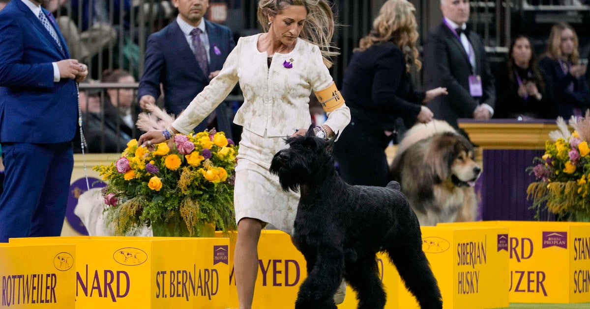 The giant Schnauzer Monty won her best in the show. See the Westminster Dog Show Highlights in the photo.