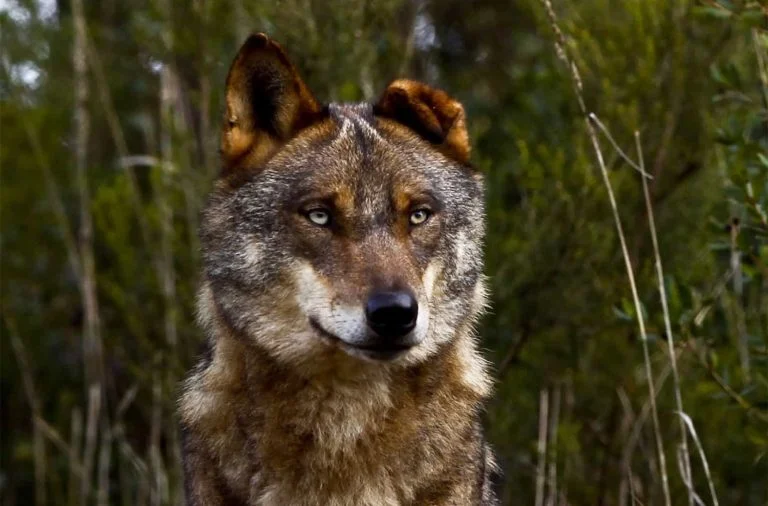 O fundo de proteção de lobo ibérico lamenta reduzir a proteção das folhas