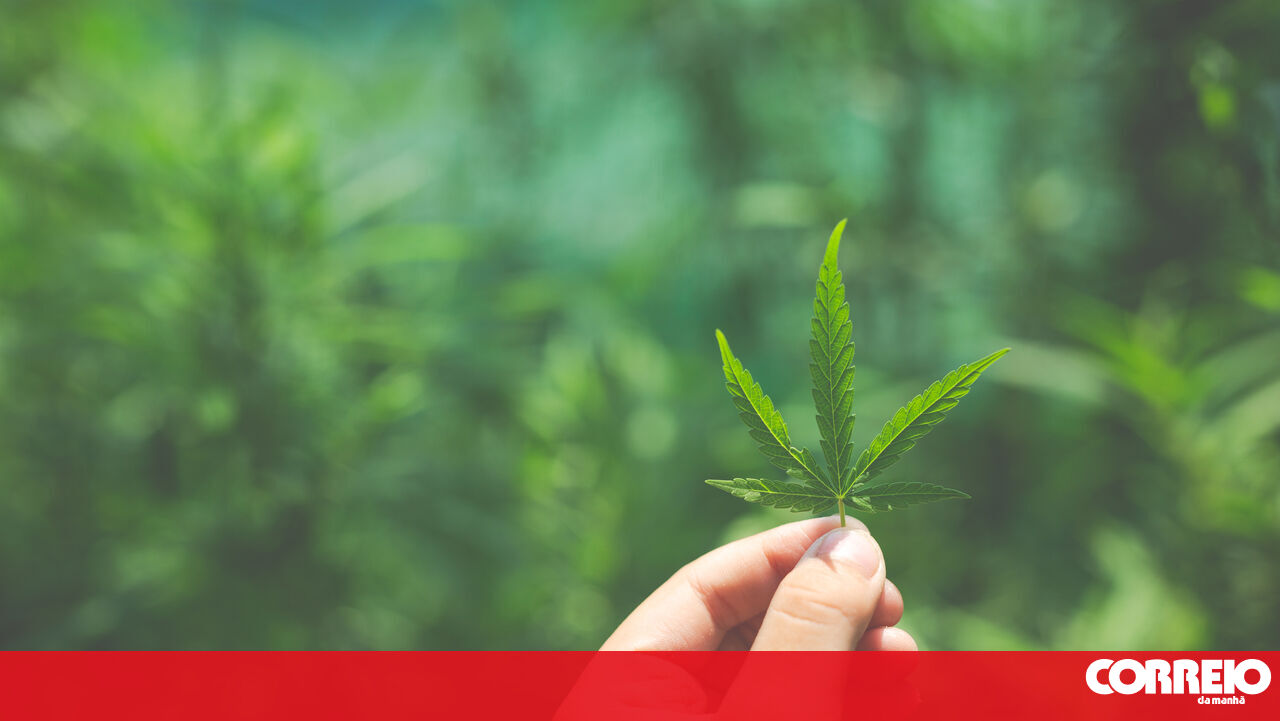 Rede de “ataque” do PJ de Portugal de tráfico de maconha – Portugal