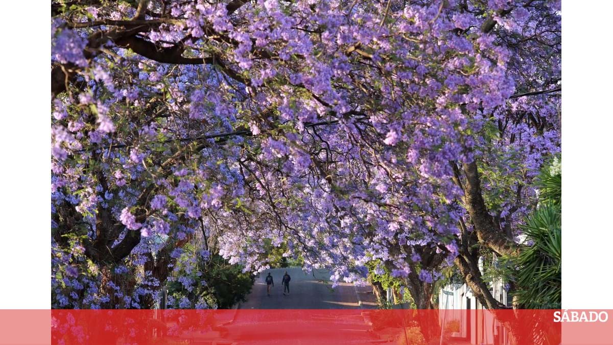 A Câmara de Comércio de Lisboa aprovou propostas para proteger Av Jacarandás. 5 De Uxubro – Portugal
