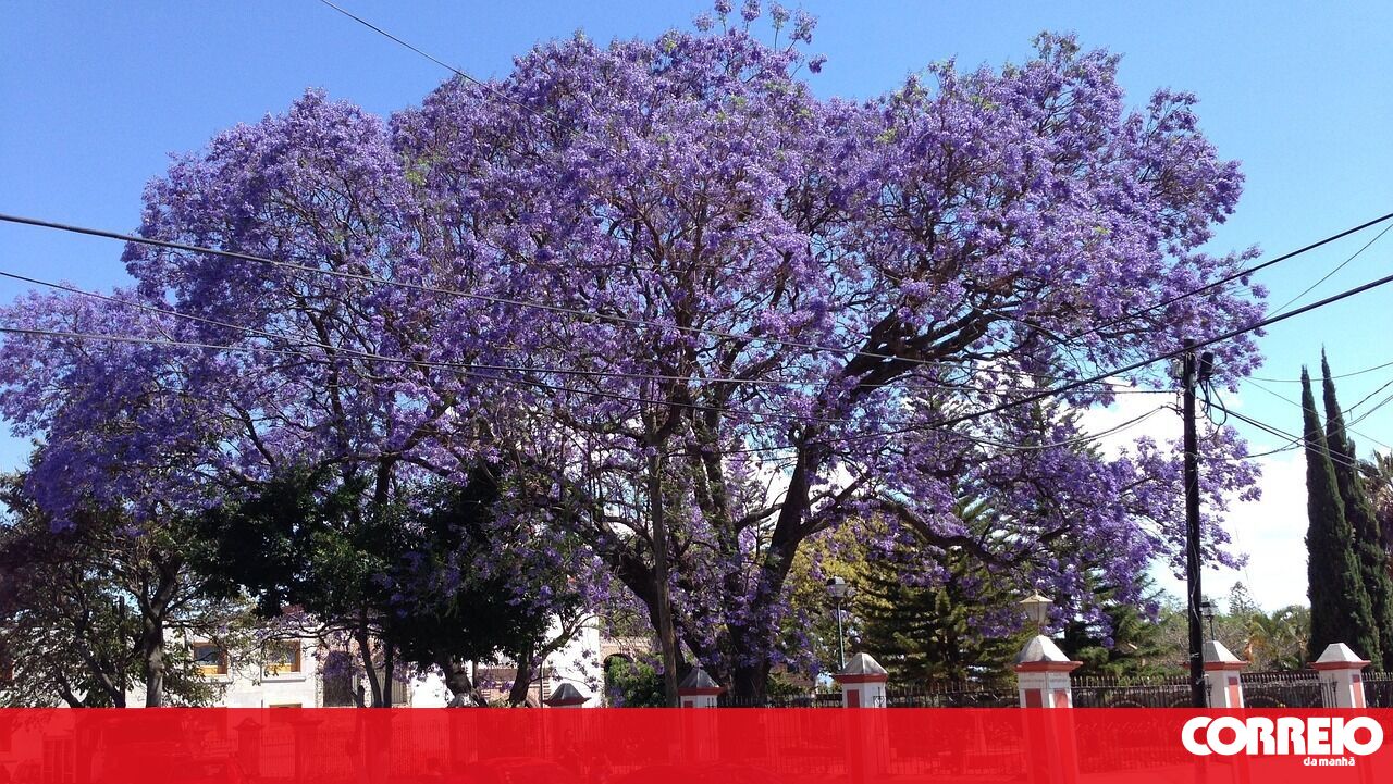 A Câmara de Comércio de Lisboa aprova a proposta de proteger os 5 Jacarandas da Avenida de 5 De Oxta