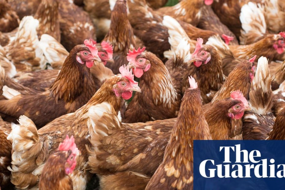 Clean River Group told court that Chicken Megafarm in Shropshire must not be built | Agriculture