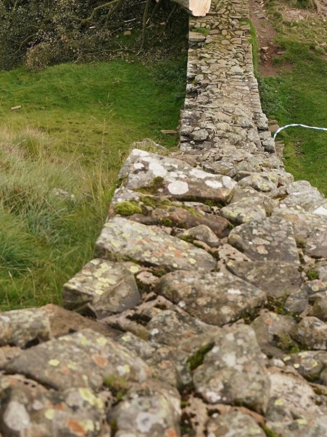 Grainy videos in UK trials show the last stop of nicamore Gap Tree