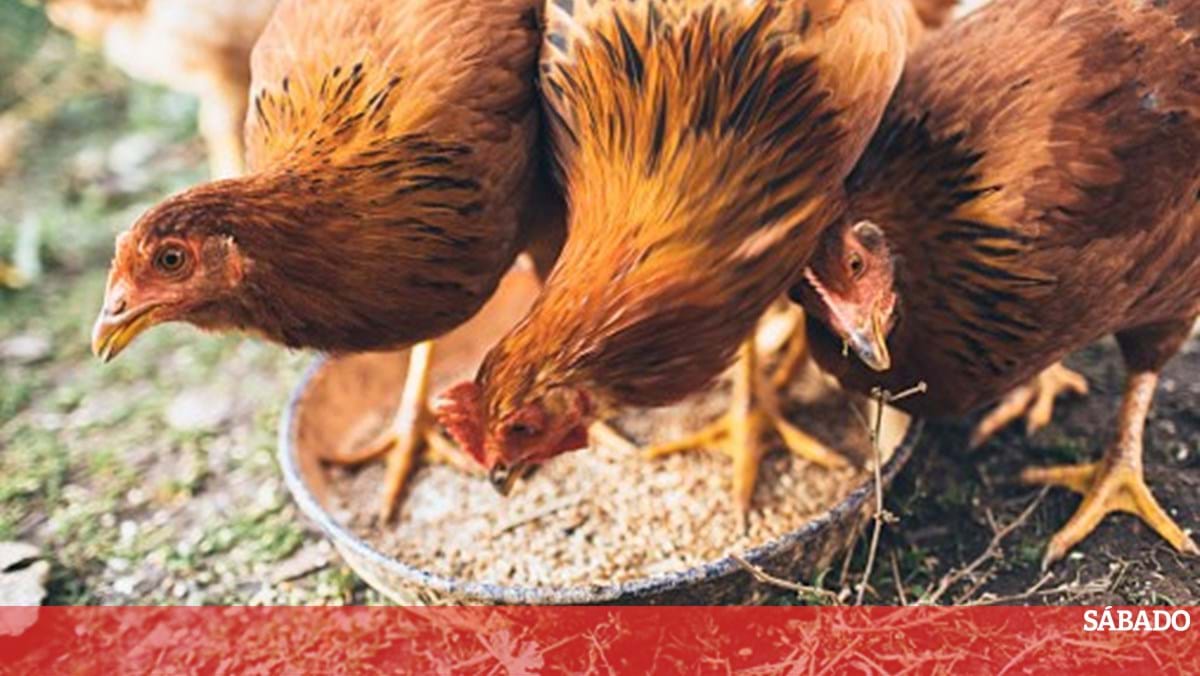 O Brasil suspende as vendas de frango na Argentina, China e UE devido ao caso da gripe aviária-mundo