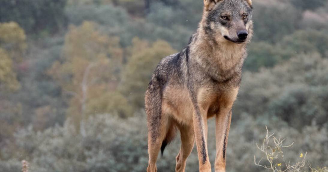 A decisão da UE “é a luz verde para matar lobos” critica os ambientalistas