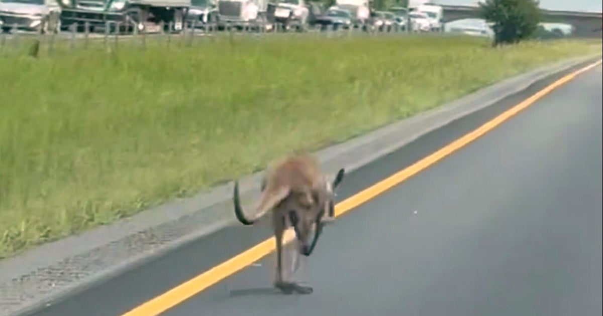 The escaped kangaroo called Sheila closed the interstate, causing Alabama to collapse: “We saw everything here”