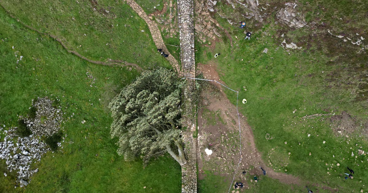 2 men were convicted for cutting down the iconic accessible tree, pushing it to the ancient Hadrian wall in England